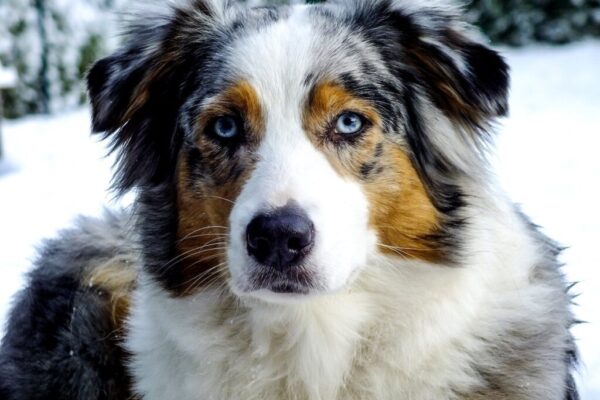 Can I Have an Australian Shepherd in a Flat?