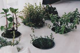 Characteristics of indoor plants