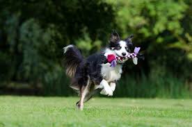 How does a dog trainer help