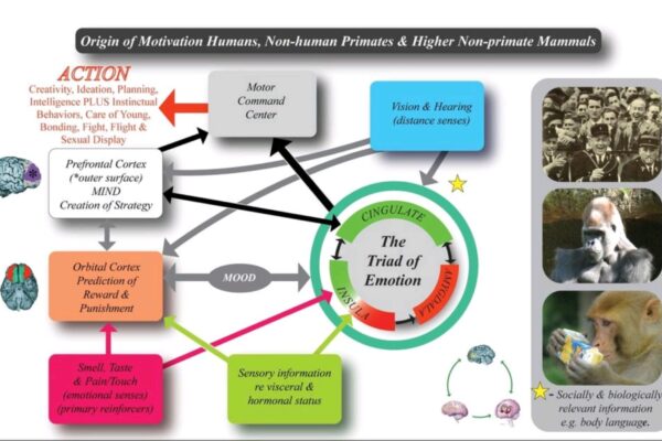 How does animal cognition work?