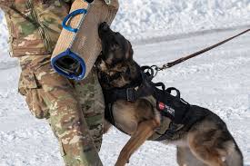 What skills does a dog trainer have