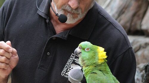 Animals that can imitate human speech (many will surprise you)