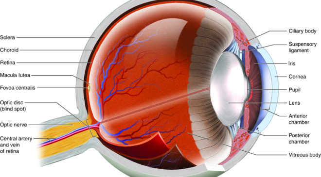 Main eye diseases